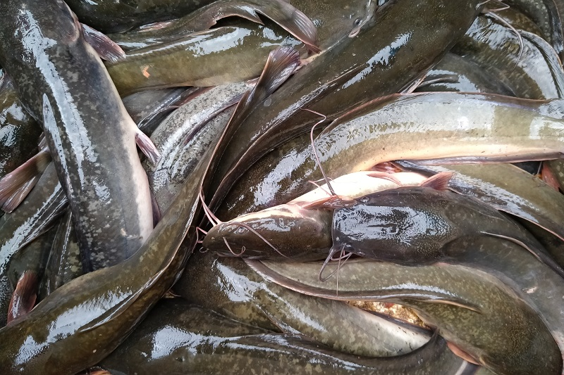 ikan-lele